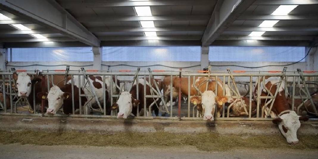 Patronundan maaş beklerken şimdi o maaş veriyor! Arabasını satıp girdiği işte köşeyi döndü 4